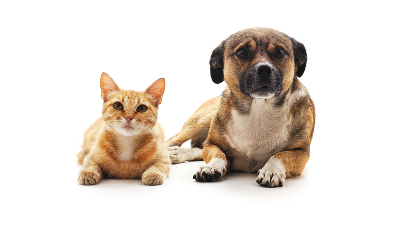 Pet Lovers apparel collection featuring cute dog and cat themed tees and hoodies